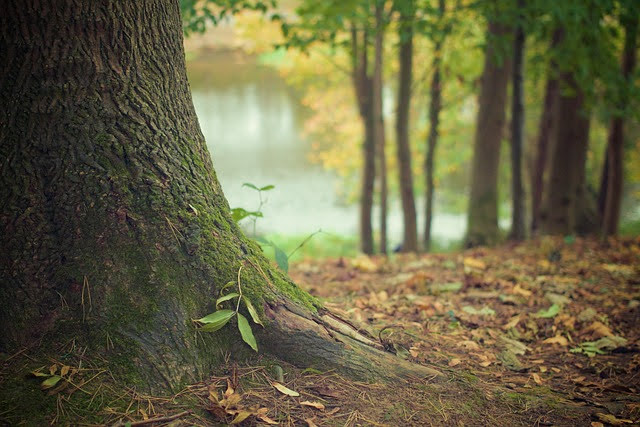 Foreste - Photo credit: Foto di DaveMeier da Pixabay